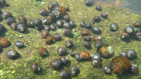 Underwater picture of a rock covered in Anthony's riversnails.
