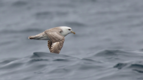 A white and light-brown bird flying low over the water