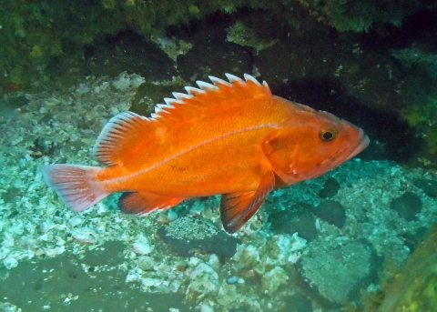 A bright orange fish with spiked white dorsal fin swims near the sand-covered ground