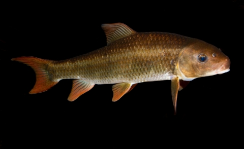a light brown and pale red fish with scales on a black background