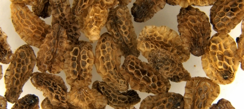 extreme close-up of seeds showing a honeycomb-like surface on brownish irregularly shaped seeds.