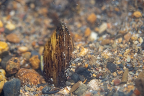 pleurobema georgianum mussel sampled from Holly Creek, GA
