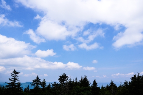 A line of conifer trees in silhouette with a partly cloudy sky above