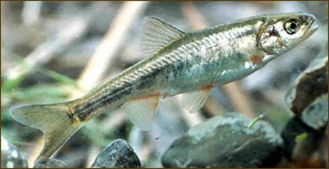 Small silver-colored fish in water