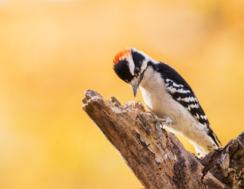 A black and white striped woodpecker with red patch on the top of its head, dark wings with white spots