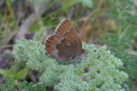 a brown san bruno elfin butterfly resting on a green immature flowerhead