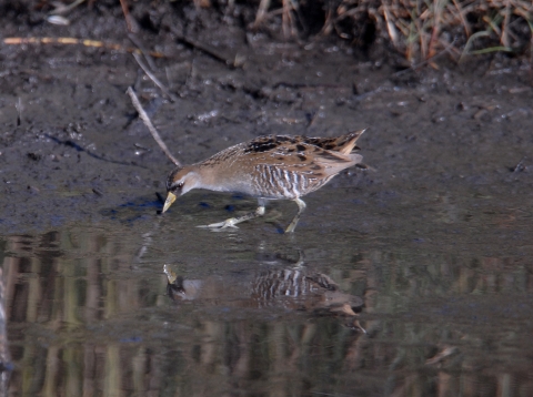 Sora feeding at water's edge at St. Marks NWR