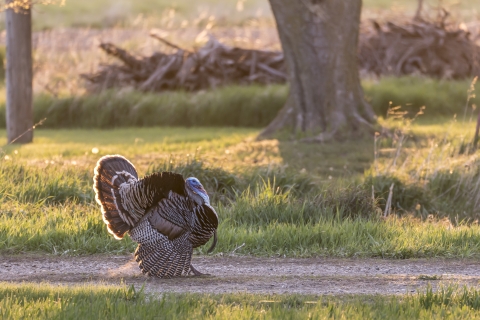 A male turkey struts down a gravel road. 