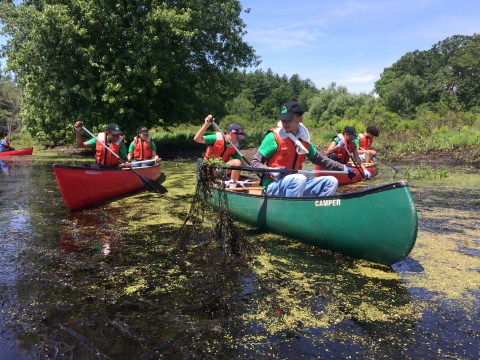 people in canoes removing vegetation from the water on a sunny day
