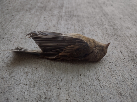 A dead bird lays on its back on concrete 