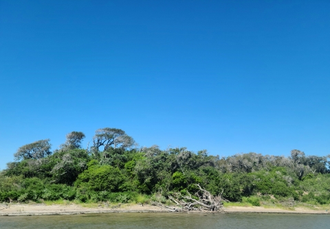 Coastline with green vegetation, dead tree on shore, and blue sky