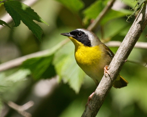 a yellow and black bird with a light stripe on the top of its head perches on a tree limb