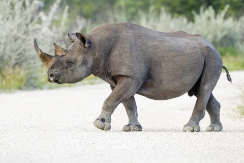 A Black Rhino walking on a dirt road. 