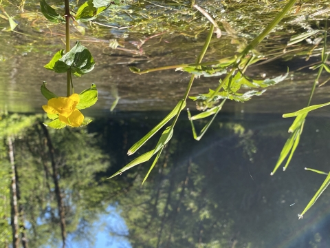 water flowing from Tyee Springs and yellow flower