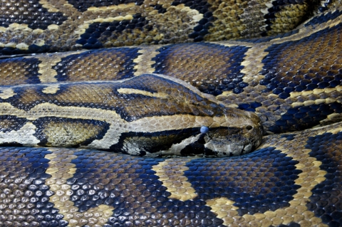 Close-up shot of a Burmese python.