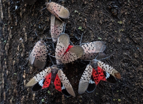lantern fly swarm a tree