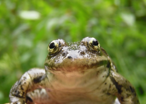 A Columbia spotted frog looking forward into the camera with a green background