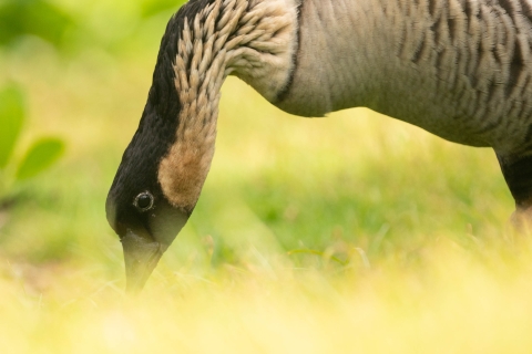 A close up of a Hawaiian goose eating grass. It has a black face with a white ring around its black eye. It's long neck is curved bending down to eat the grass. 