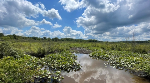An emergent marsh composed of spatterdock, herbaceous plants, and wetland-loving shrubs grows along Dead Creek.