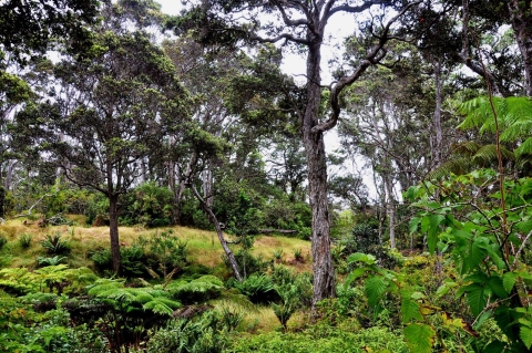 A green forest. Trees jut up from the green bushes. 