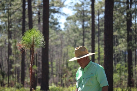 A man in a light green shirt and a straw hat walking in a stand of longleaf pine trees