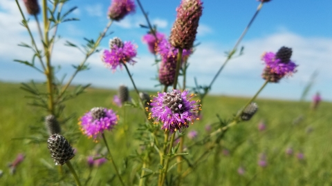 Purple Prairie Clover