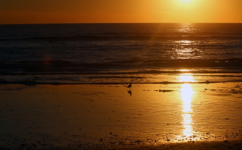 silhouette of coastline with birds walking by water