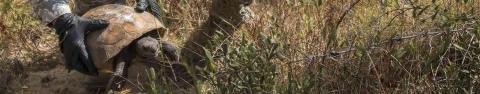 Col. Matthew Higer, 96th Test Wing vice commander, bends down to release a gopher tortoise into its new home deep within the Eglin Air Force Base.