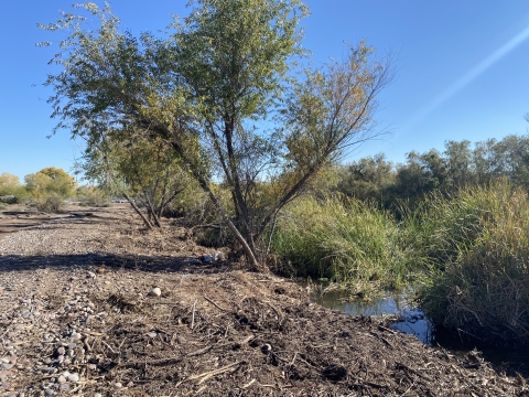 Post-grubbing of tamarisk plant on edge of marsh.