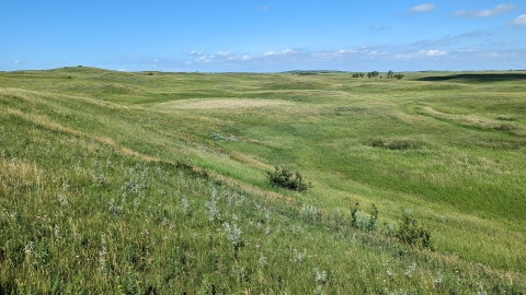 A lush, green grassland blanketing rolling hills under a blue sky