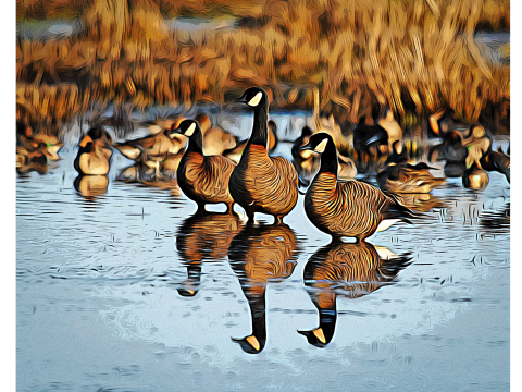 Picture of geese standing in water at William L. Finley National Wildlife Refuge. 