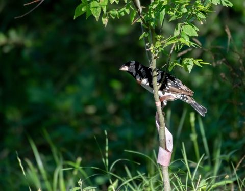 rose-breasted grosbeak male perched on a branch