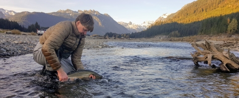 A man kneeling in a shallow creek releasing a large fish with mountains in the background.