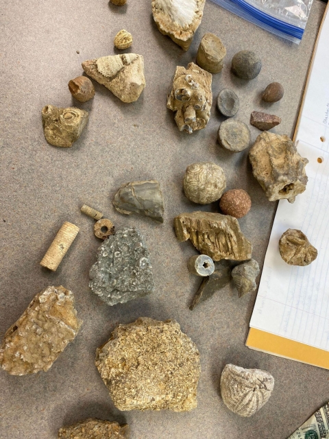 Fossils displayed on a table
