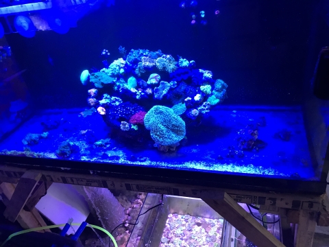 coral in an aquatic tanks under blue light. 