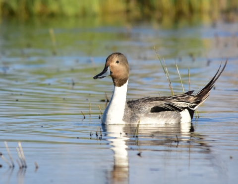 A long-necked duck with a brown head and a white neck and long tail feathers swims on a body of water.