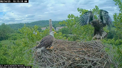 A parent bald eagle and a juvenile bald eagle on their nest in the Summer. The juvenile eagle's wings are wide spread open and its jumping around on the nest.