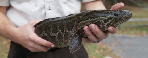 a biologist holding an invasive fish species