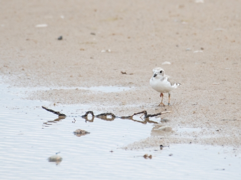 A piping plover chick on a beach