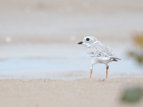 A piping plover chick with leg bands stands on the beach