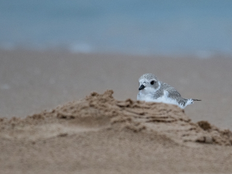 Piping plover chick on the beach