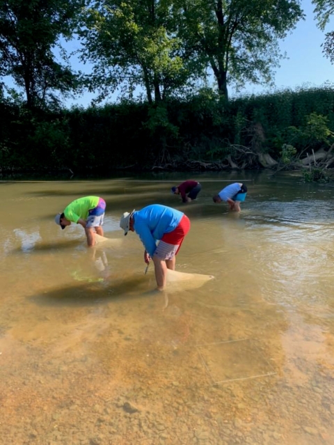 Norfork National Fish Hatchery and Arkansas Game and Fish employees dig quadrats for the mussel survey on Spring River.