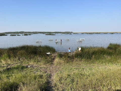 biologists setting swim-in traps in a wetland
