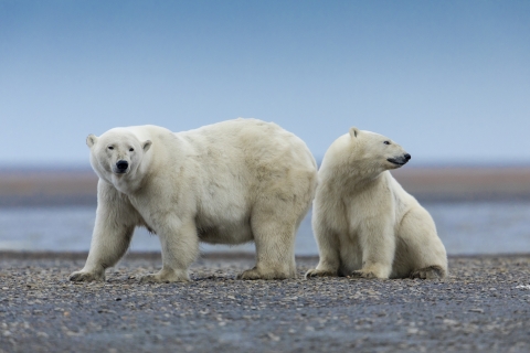 Two large white bears along the coast.