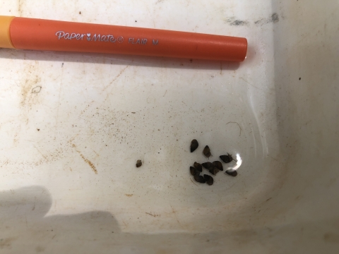 armored snails next to a pen