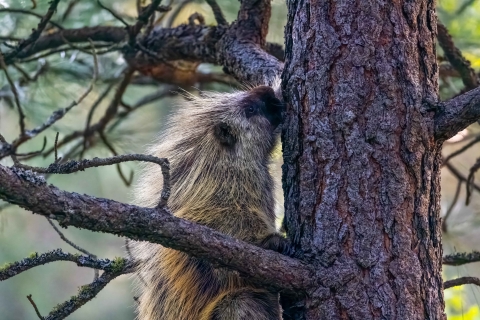 A porcupine sitting in a pine tree