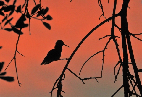 A silhouette of a ruby-throated hummingbird