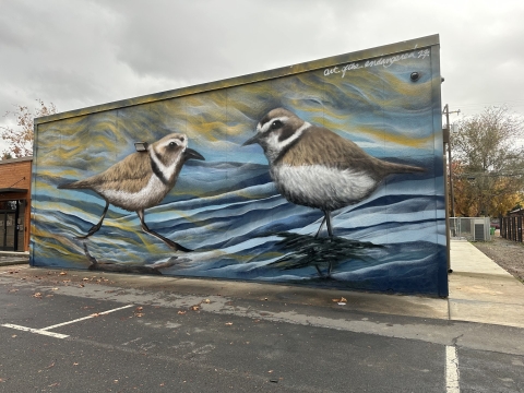 Mural of two Western snowy plovers standing on a shoreline. The mural is on the side of the building.