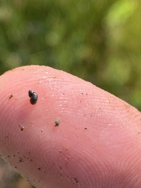 A close up image of a very small dark brown springsnail on the tip of someone's finger.