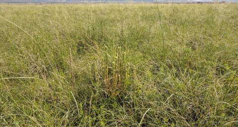 Field with green and tan grasses and other flowering plants